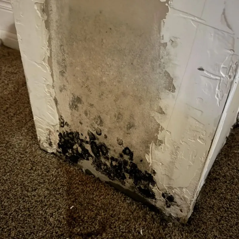Professional Mold Removal in Clark County, ID